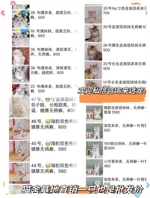 云南咖啡猫多少钱一只