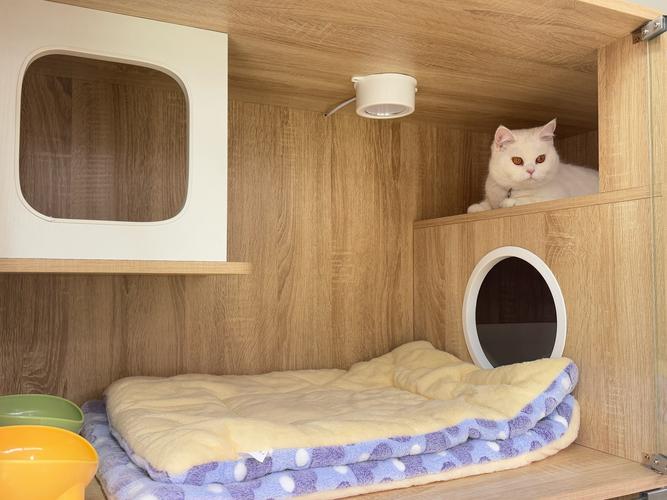 想养猫怎么租房住