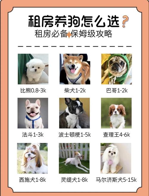 有狗的人怎么租房