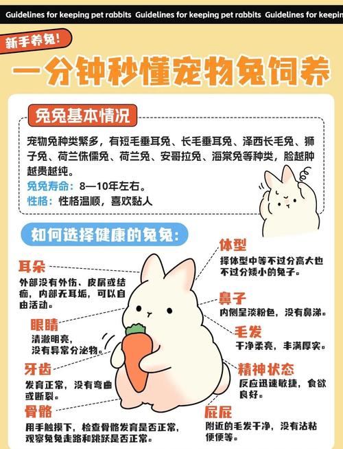 兔子怎么租房最省钱