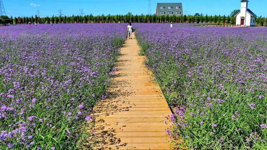 秦皇岛浪漫薰衣草花园