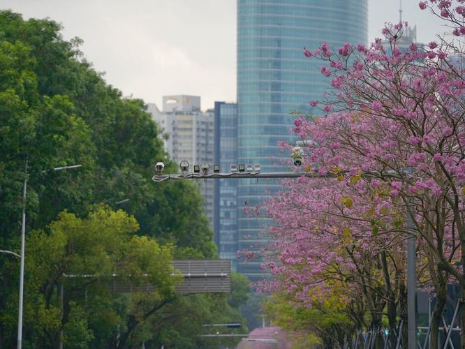 深圳花园路