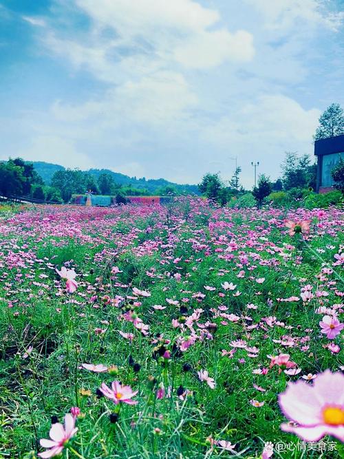 绵阳国际兰花园