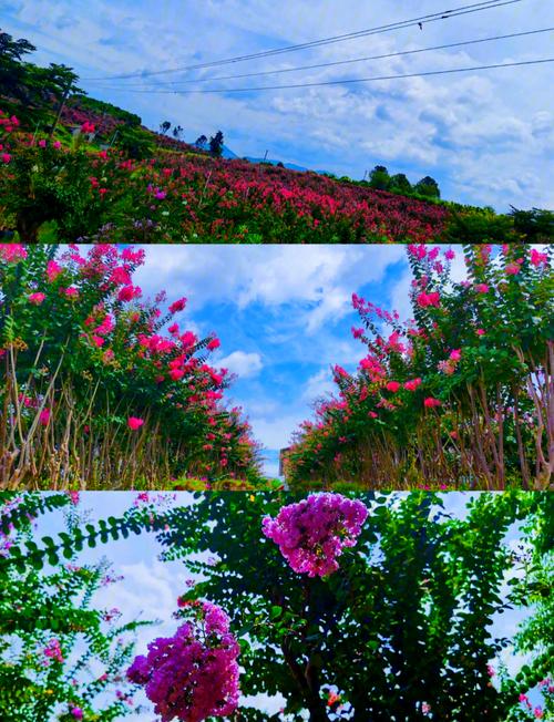 紫薇花园在哪