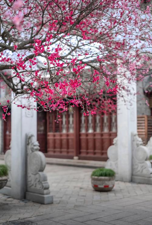 嘉兴梅花园