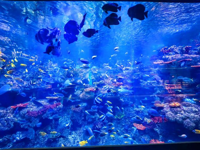 青岛海底花园