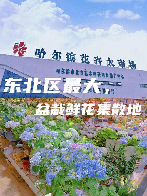 哈尔滨花卉市场楼盘