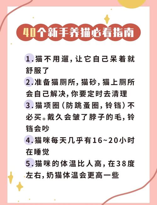 租房卧室怎么养猫好