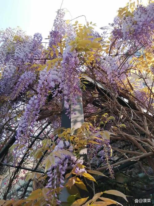 西安紫藤花园