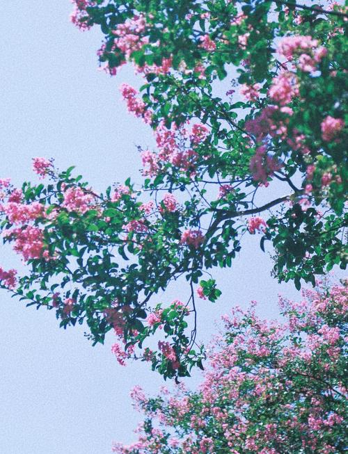 成都紫薇花园