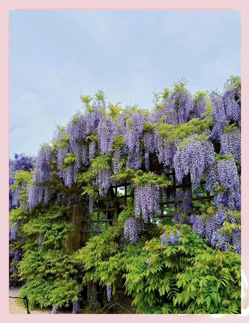 泰安紫藤花园