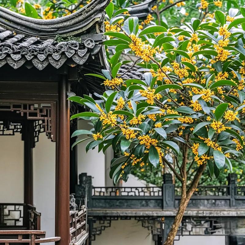 椒江桂花园