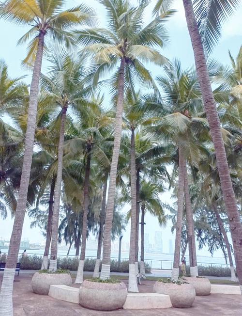 海口环岛花园