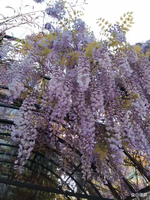 紫藤花园第一集播放