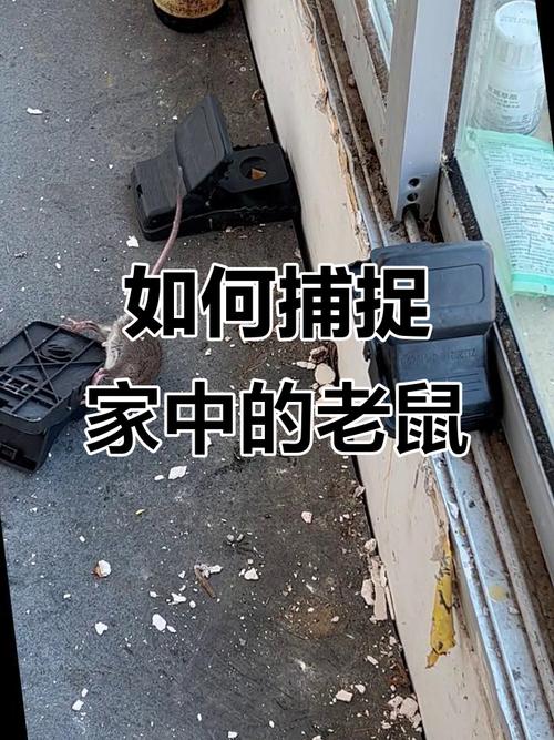 租房有老鼠怎么办
