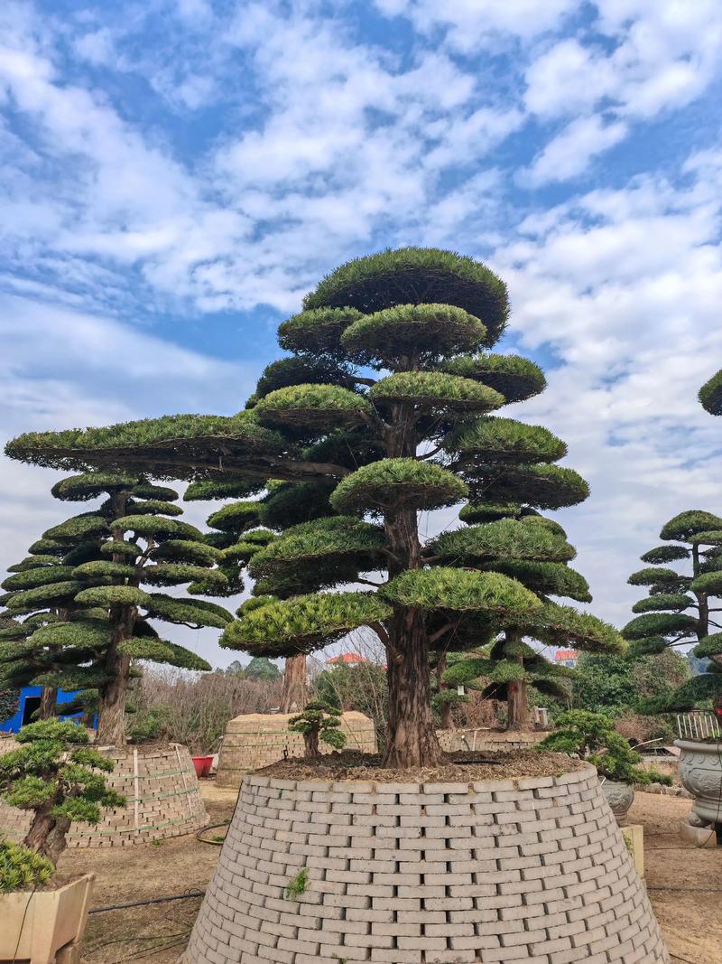 别墅后花园种什么树好