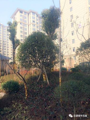 正阳巨源城市花园房价