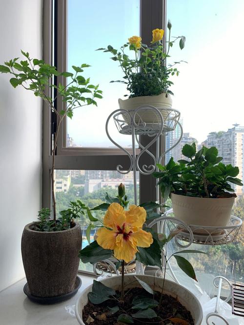 飘窗花园效果图大全