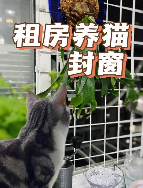 租房子没封窗怎么办