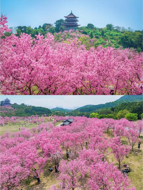 南宁樱花园私人农庄