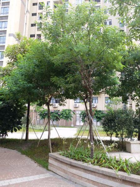 嵘都花园葵蓬价格