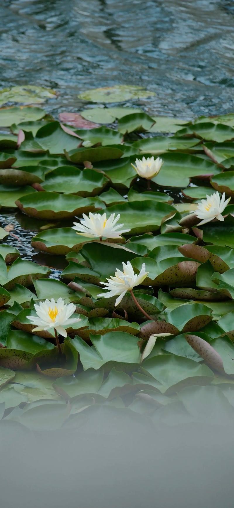 桐庐海威滨江花园房价
