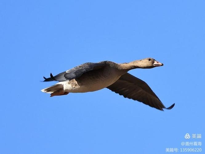 大雁房价