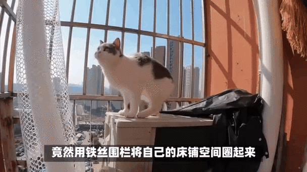 租房偷偷养猫会怎么样