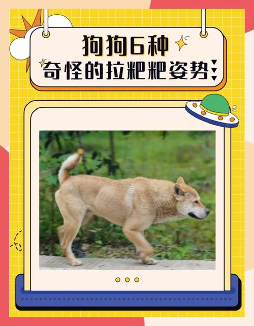 出租房养狗怎么拉屎
