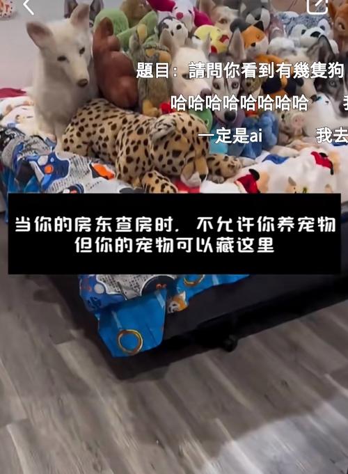 租房不能养宠物怎么办
