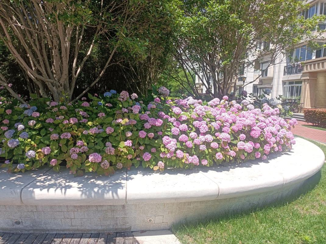 大华朗香花园对口小学