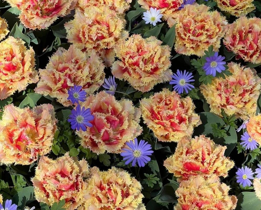 钱家花园有小姐吗