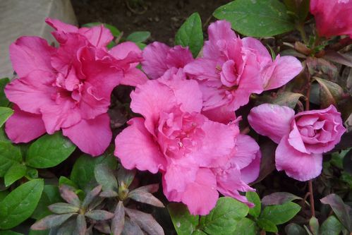 钱家花园有小姐吗