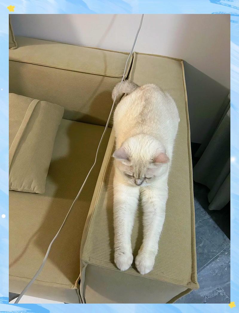 租房猫咪抓沙发怎么办