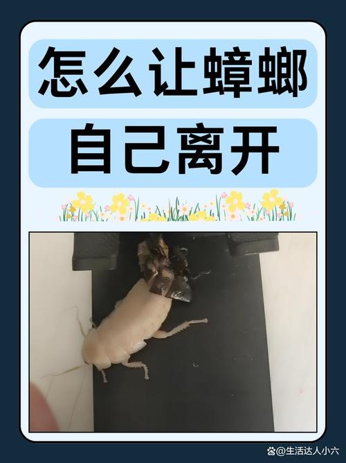 出租房的蟑螂怎么杀