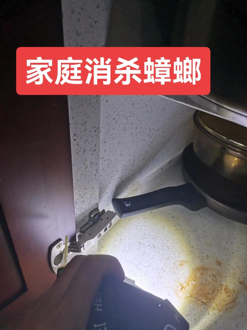 出租房的蟑螂怎么杀