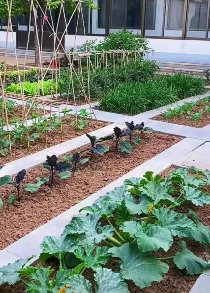 别墅花园种菜效果图