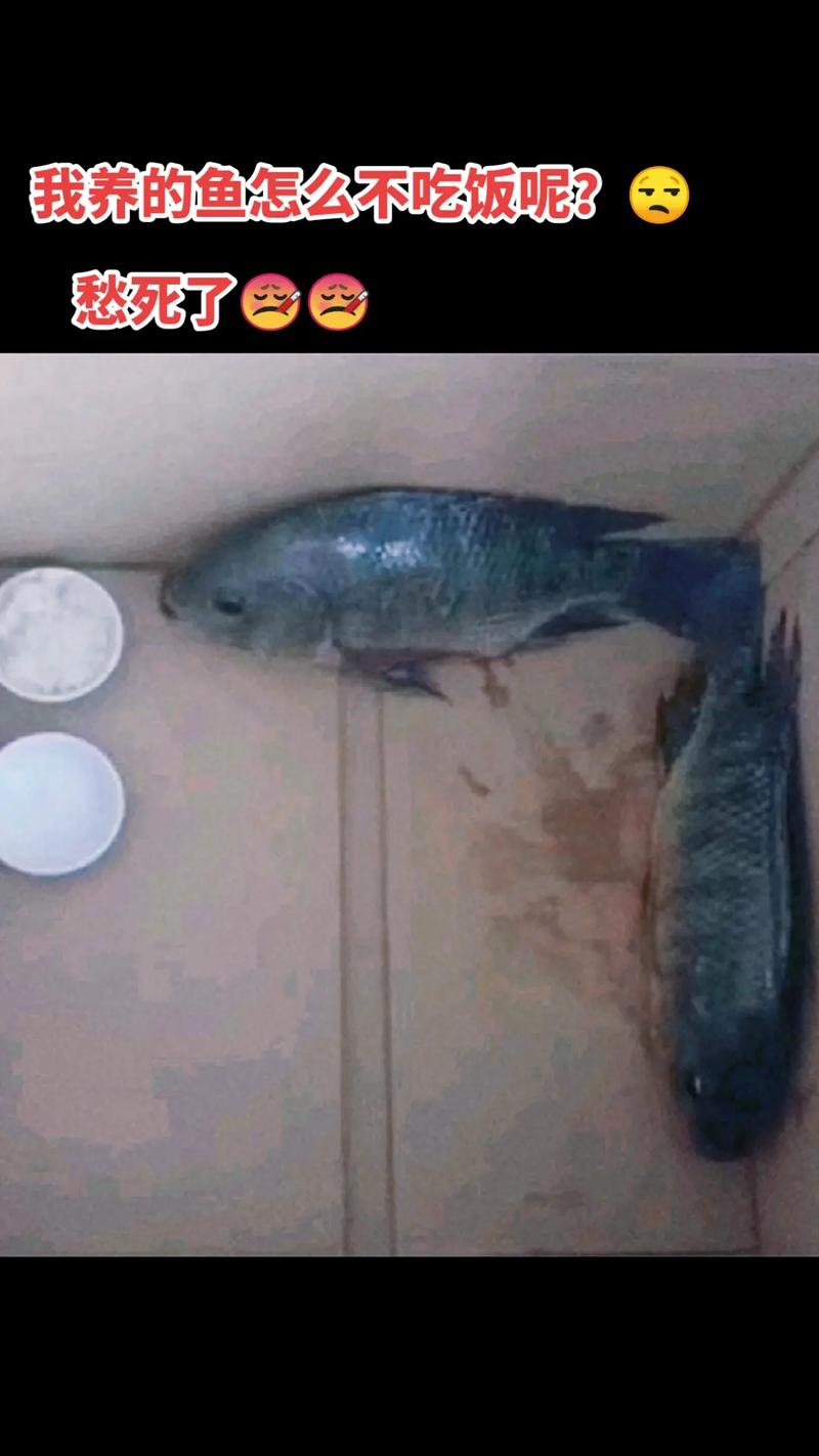 租房养的鱼怎么办