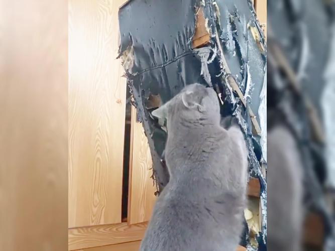 猫抓窗帘怎么办租房
