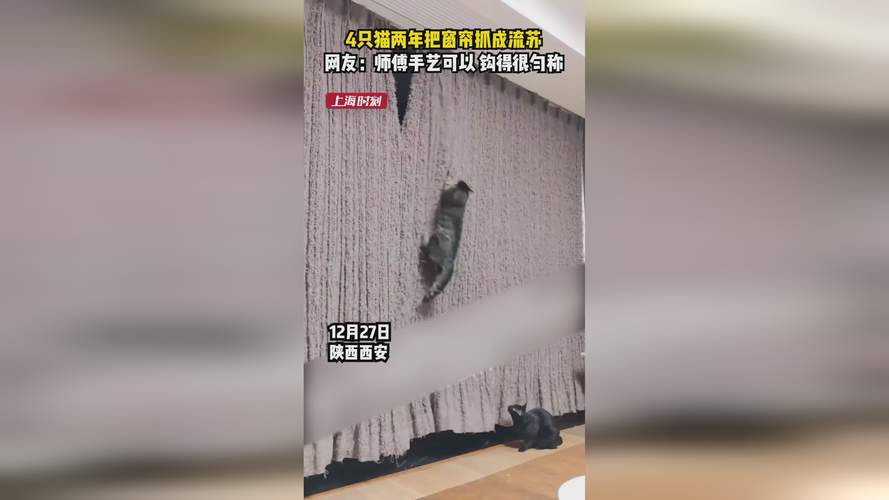 猫抓窗帘怎么办租房