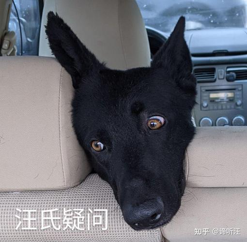 出租房养狗怎么投诉