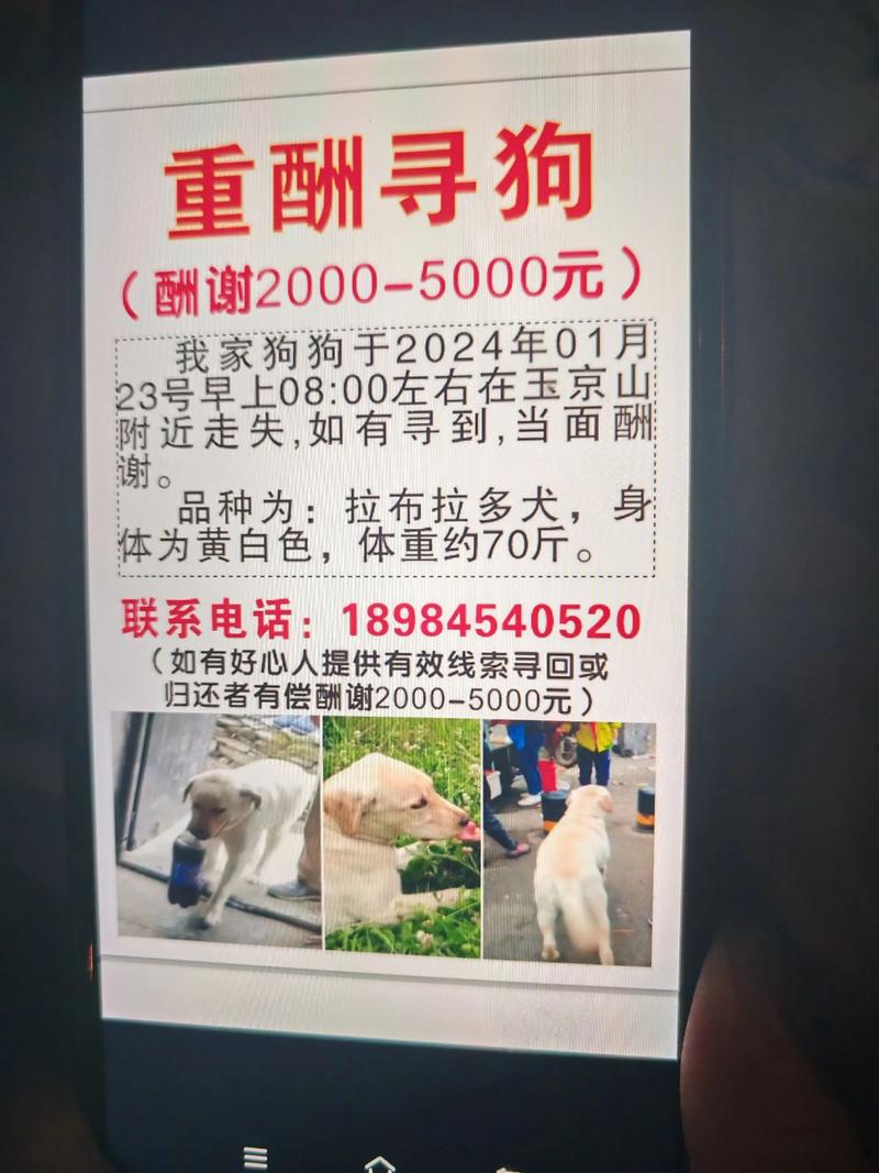 出租房养狗怎么投诉