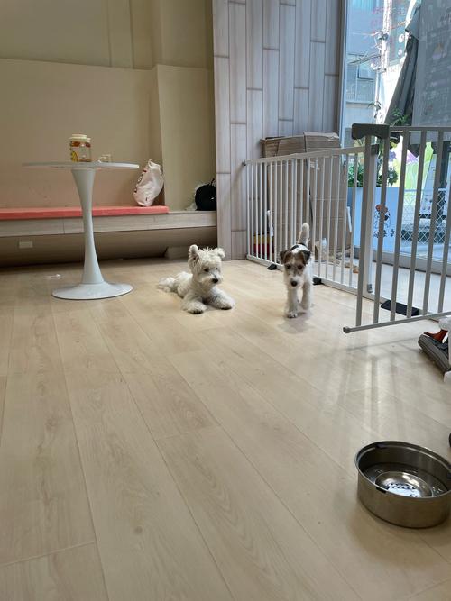 出租房养狗怎么布置