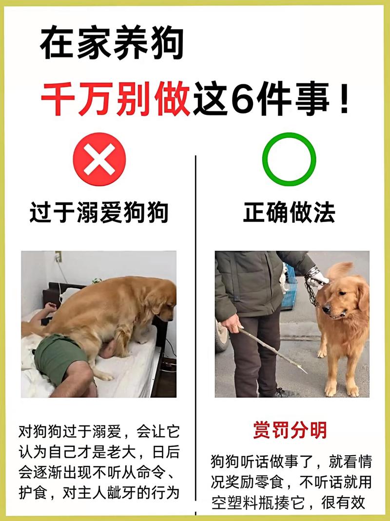 租房养狗回家怎么办