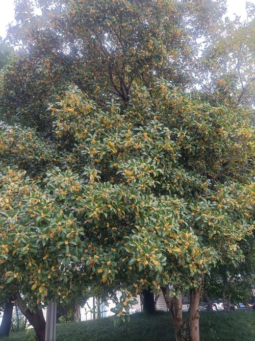 宣城桂花园怎么样