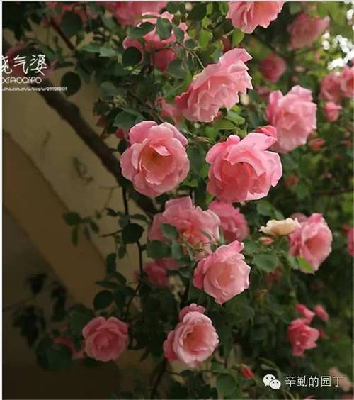 哈尔滨玫瑰花园小姐