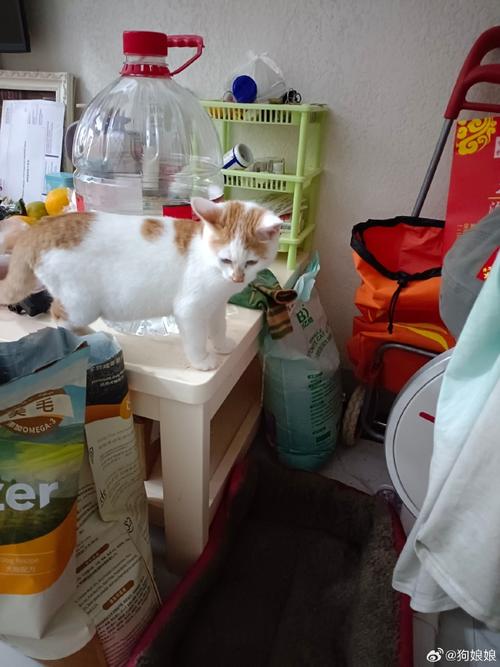 出租房怎么隔离猫