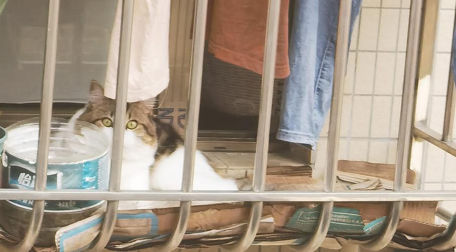 出租房怎么隔离猫