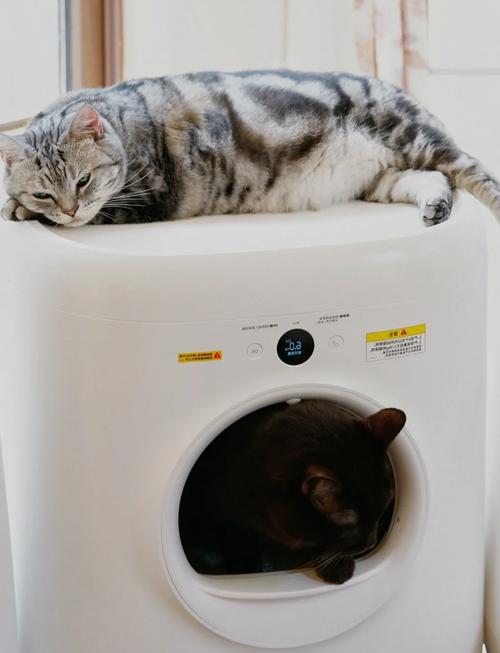 租房猫砂盆怎么放