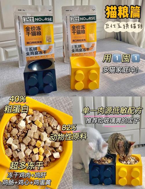 租房子小怎么养猫